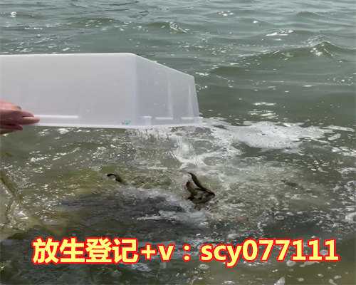 广东湖放生泥鳅的地方(广东人喜欢放生泥