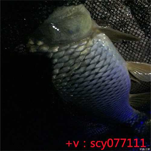 南京放生乌龟选哪里，南京渔民捕获1米多长“胭脂鱼王”已就地放生