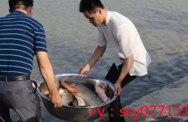 南京代放生鱼类哪个部门管，南京寺庙园